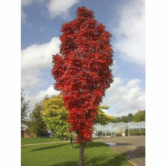 Sorbus 'Autumn Spire' | Rowan Tree 1 Sorbus 'Autumn Spire' | Rowan Tree