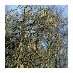 Yellow Plants Store -Yellow Plants Store TR87609 rollover image 207f