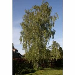 Betula pendula 'Dalecarlica' | 12L Pot | 150-180cm | By Frank P Matthews -Yellow Plants Store TR9002 add image 1 5270